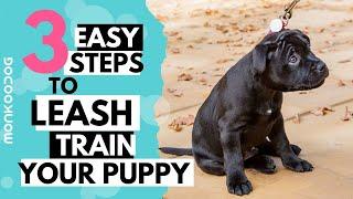 How to leash train your puppy or dog.  Monkoodog