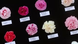 How to grow Dianthus with Calamazag Nursery  Master Growers  The RHS