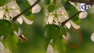 No bees probably no humans?  China Documentary