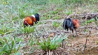 MIKAT AYAM HUTAN  PIKAT OREN DAN AYAM HUTAN MUDA