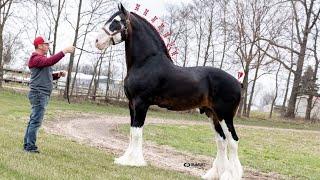 $100000 Clydesdale Stallion at Topeka