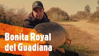 Carpa Royal del Río Guadiana por Ramón Carpfishing