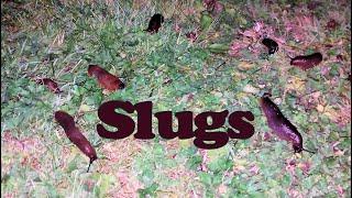 Slugs