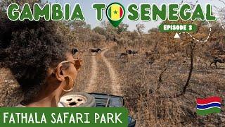 The Gambia to Senegal - Fathala Safari Park  African Wildlife Video  Travel Vlog 2023