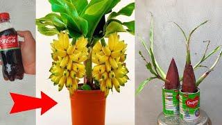 Crazy Skills growing Banana reference  for propagating bananas with coca-cola super fast growth