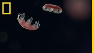 Sea Nettle Jellyfish Birth  Untamed Americas