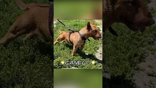 Liver rare Bull Terrier 