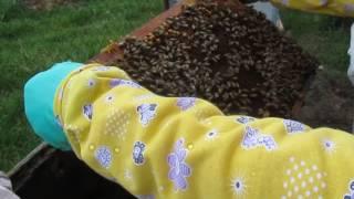 разведение пчел пчелосемей способом на пол лета для начинающих пчеловодов Часть перва