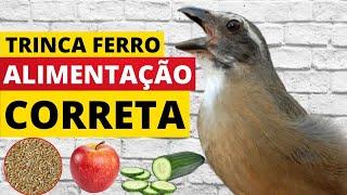 COMO ALIMENTAR SEU TRINCA FERRO DE FORMA CORRETA?  DICAS IMPORTANTES️