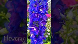 beautiful blue flower  #bloom  #blooming #garden #beautiful  #flowers #blue #delphinium  #flowers