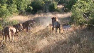 A young male lions time to leave the pride