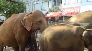 pinnawala elephant orphanage 2