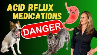 Natural Remedies for Acid Reflux in Dogs  Holistic Vet Tips