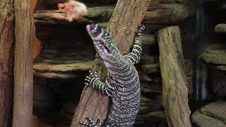 Monitor Mayhem 2 - a lace monitor catches food mid-air