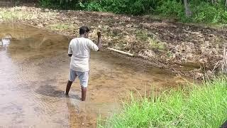 ఈరోజు మా చేలో విత్తనాలు జల్లిస్తున్నారు....