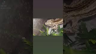 GECKO EATING COCKROACH #eating #geckoeating #cockroaches #gargoylegeckoeating #foodie #reptile