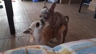 French Bulldog Mating with Chihuahua