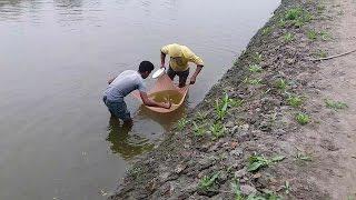 7 days age climbing perch fish fries   anabas testudineus