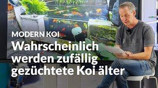 Leben Koi aus Zufallszuchten länger als gezielt gezüchtete?  Modern Koi Blog #6898