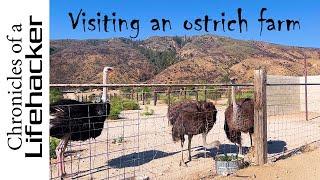 Visiting an ostrich farm in LA county California 4K video