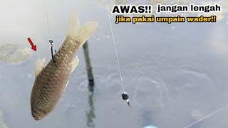 Awas. Umpan ikan wader hasilnya gak maen-maen  mancing kakap putih.