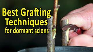 BEST Grafting Techniques using DORMANT SCIONS  Grafting Fruit Trees