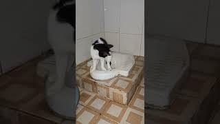 Kucing pintar BAB di Toilet