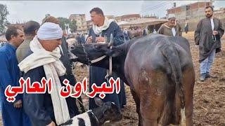 البقره دي قلبت موازين سوق المواشي والتجار عنيها هاتطلع عليها