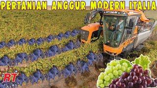 Modern Wine farming Process in Italy for Wine production