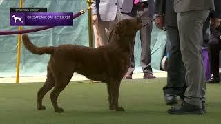 Retrievers Chesapeake Bay  Breed Judging 2023