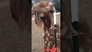 King Goat visiting and scratching his neck nov 112023 Happy veterans day