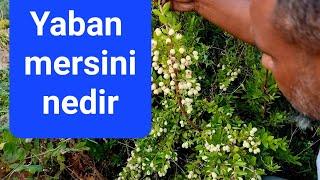 Yaban Mersini      Murt Meyvesi      Hambeles Ağacı Meyvesi      #tropikaltopraktv #yabanmersini