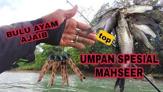 UMPAN JITU UNTUK MAHSEER  KERLING KELAH ATAU IKAN RAJA