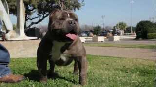 AMERICAN BULLIES - TEXAS STYLE