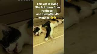 Cat fall down from rooftop and she died after few minutes