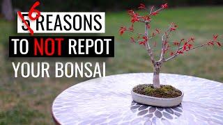 Bonsai care - how to repot a bonsai tree  Part 2 reasons to NOT repot