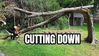 Cutting Down a Tree with a Chainsaw - CRAFTSMAN V20* Cordless Chainsaw