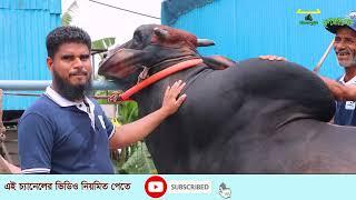 906-মধুমতি মডেল টাউনে গরুর খামার জাহান এগ্রো সাভার- র.ই মানিক চিত্রপুরী  Chitrapuri Krishichitra