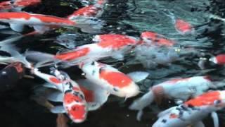 How To Do Koi Fish Care