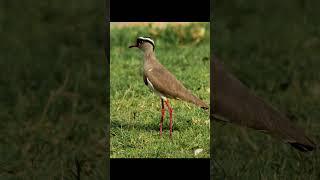 #lapwing #sound  #birdsounds #birds #sleep #tiktok