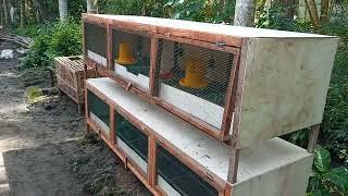 review of chicken cages aged 1 day to 1 month