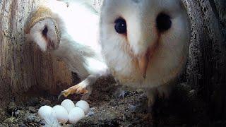 Barn Owls Go For Second Brood  Gylfie & Dryer  Robert E Fuller