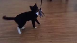 Angelica Adorable Tuxedo Kitten for Adoption