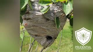 Yellow Jacket Nest Treated and Removed