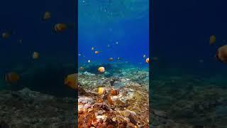 Scuba Diving and Snorkelling around Nusa Penida Indonesia