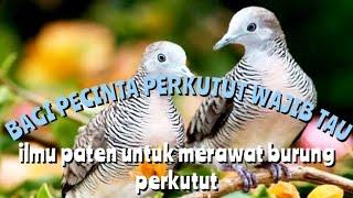 ILMU PATEN BAGI PECINTA BURUNG PERKUTUT