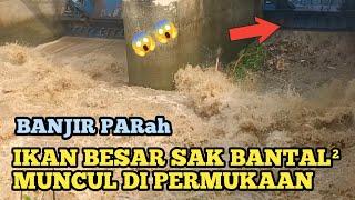 BANJIR PARAH DI PINTU AIR BENDUNG GERAK BANYAK IKAN BESAR BERMUNCULAN DI PERMUKAAN