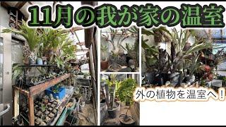 外から温室へ移動！11月の我が家の植物〜かめぞーちゃんねる　209クラッチ目〜