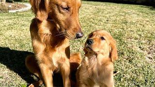 Training My New Golden Retriever Puppy To Be a Good Member of Society