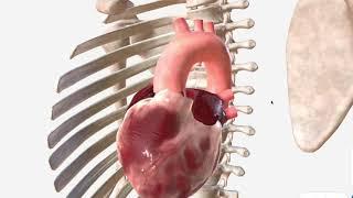 Ascending Aorta & Aortic Arch - Anatomy Branches and Relations